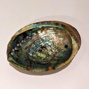 Vintage Abalone Shell – Large 6&quot; Iridescent Natural Seashell – Smudging Bowl, Beach Coastal 70s Boho Eclectic Decor, Ocean-Inspired Accent