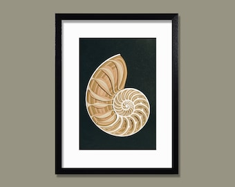 Nautilus Shell Laser Cut File, Layered SVG (Digital Download)