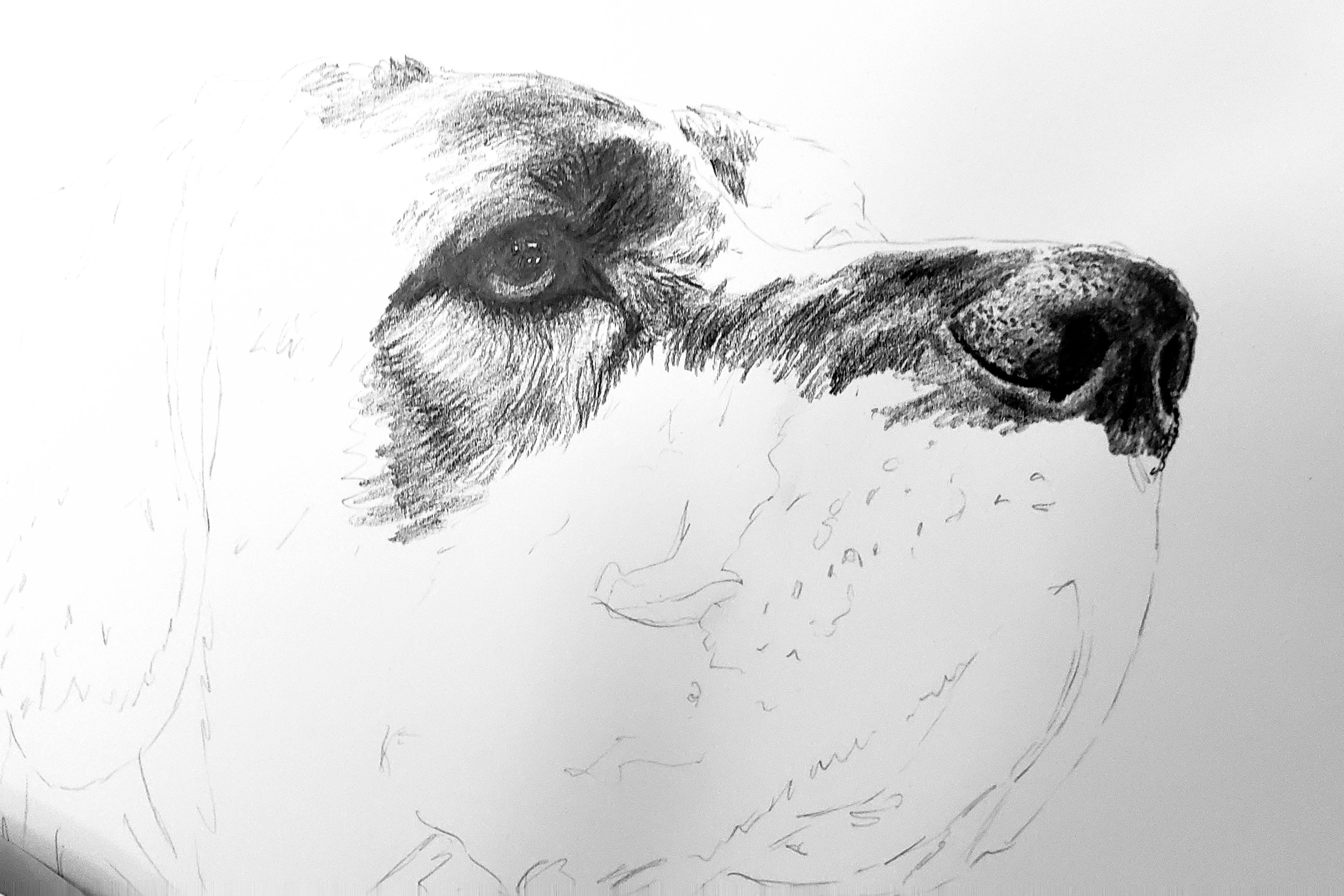 Graphite Pencil Pet Portrait, Hand Drawn From Your Photo. Etsy UK