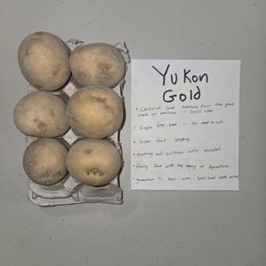 May include: Six Yukon Gold potatoes in a cardboard container. The potatoes are light brown and have a slightly rough texture. A handwritten note reads "Yukon Gold" and lists details about the seed potatoes.