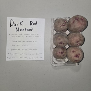 Dark Red Norland Certified Seed Potatoes
