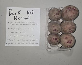 Dark Red Norland Certified Seed Potatoes