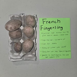May include: An overhead shot shows several French Fingerling seed potatoes in a cardboard egg carton. A green sticky note reads "French Fingerling" with bullet points about the seeds. The potatoes are oval-shaped and have a light brown skin.