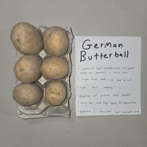 May include: Six German Butterball seed potatoes in a cardboard egg carton. The potatoes are light brown and have small sprouts. A handwritten note next to the potatoes reads "German Butterball".