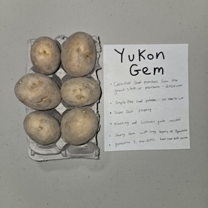May include: Six Yukon Gem seed potatoes in a cardboard container. A handwritten note next to the potatoes reads "Yukon Gem" and lists details about the potatoes, including that they are from Montana.