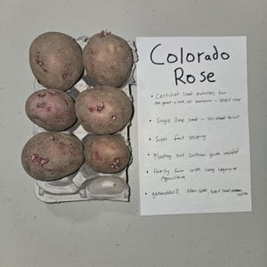 May include: Six Colorado Rose seed potatoes in a cardboard carton, with a handwritten note. The potatoes are a light brown color with small sprouts. The note reads "Colorado Rose" and lists features.
