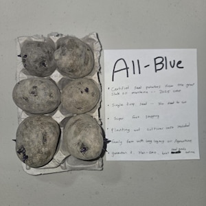 May include: Six All-Blue seed potatoes in a cardboard egg carton. The potatoes are a dusty blue-gray color with small sprouts. A handwritten note reads "All-Blue" and lists features like single drop seed and planting info.