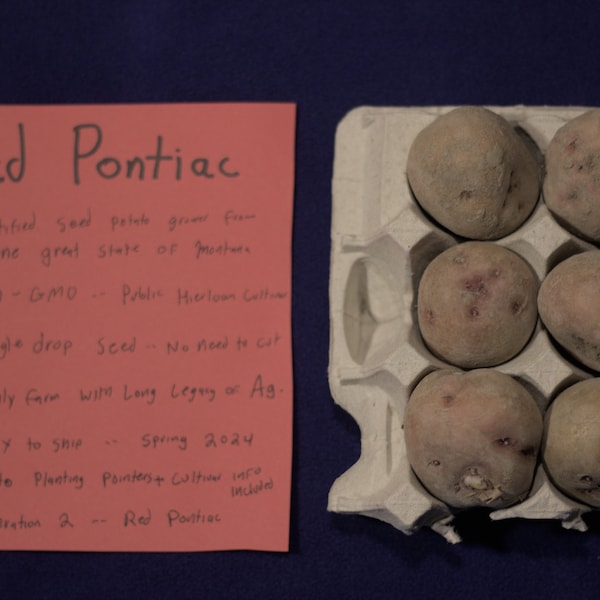 Red Pontiac Certified Seed Potatoes