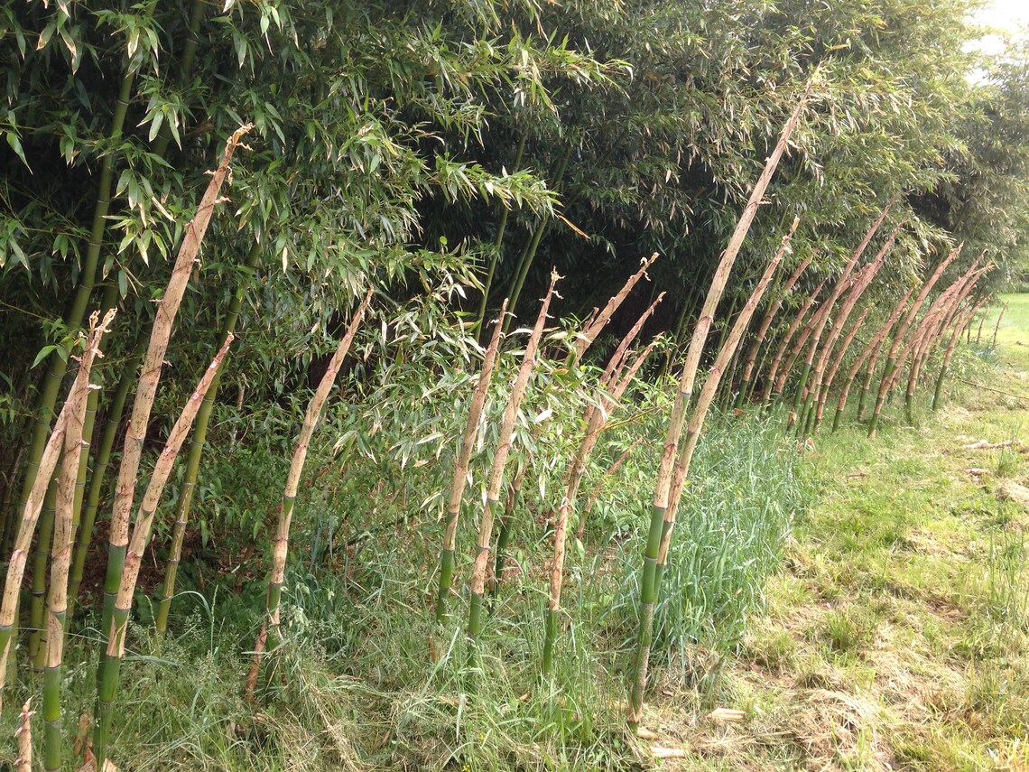 Sweet Shoot Bamboophyllostachys Dulcis Rhizome Live Plant Etsy