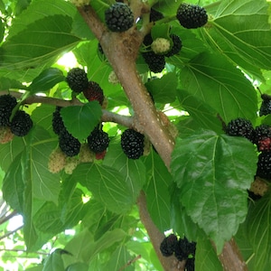 6-8" Black mulberry tree cuttings scions - Shangri-La -zone 6+ ~organic large fruit