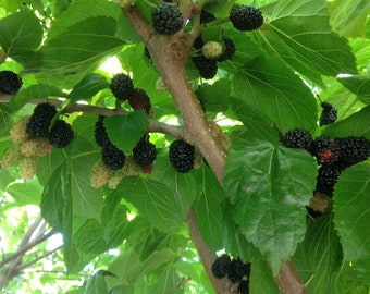 6-8" Black mulberry tree cuttings scions - Shangri-La -zone 6+ ~organic large fruit