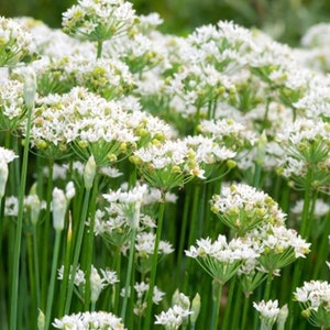 Bareroot (not seed) Chinese Garlic Chives 3+ yrs old 韮菜 부추 - edible delicious