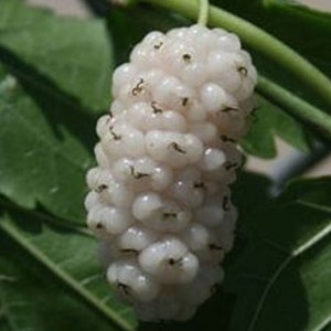 Hardy White Mulberry Tree 10 Cuttings Morus alba Great Eating, Jam, Canning