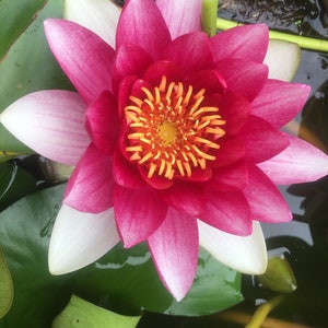 Nymphaea Ploydaeng Live Water Lily Pink Tuber Rhizome Hardy - tropical