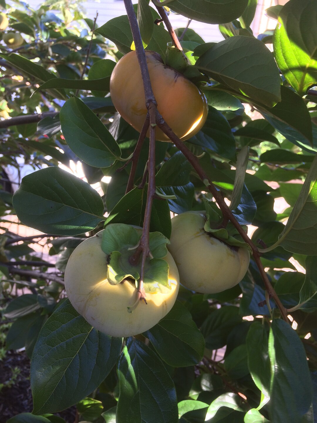 3 Pcs 68 Fresh FUYU Persimmon Cuttings Scions Zone 6 for Grafting Etsy