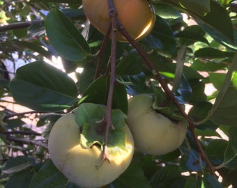 May include: Close-up of persimmon fruit hanging from a tree branch. The fruit is a pale yellow-green color, with a smooth skin. The leaves are a deep green, and the branches are brown. The fruit is round and has a small green cap.