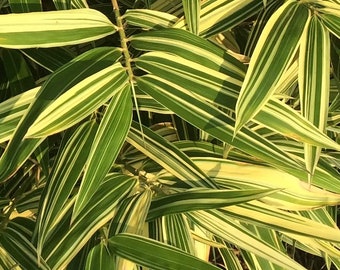 Live Shiroshima bamboo variegated plant root rhizome ~ ornamental privacy hedge