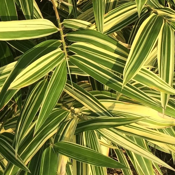 Live Shiroshima bamboo variegated plant root rhizome ~ ornamental privacy hedge