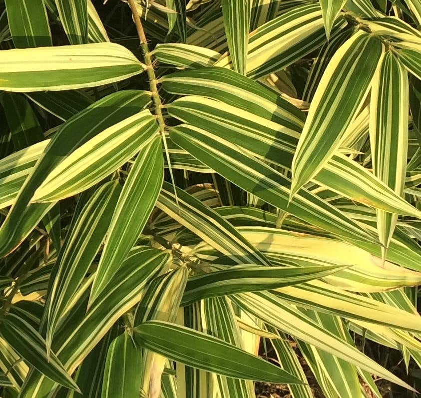 Variegated water bamboo grass│Mud series│Fu planted - Shop alfredhouse  Plants - Pinkoi