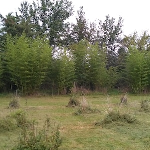 Sweet shoot bamboo(Phyllostachys dulcis) rhizome, live plant zone 6+ 白哺雞竹