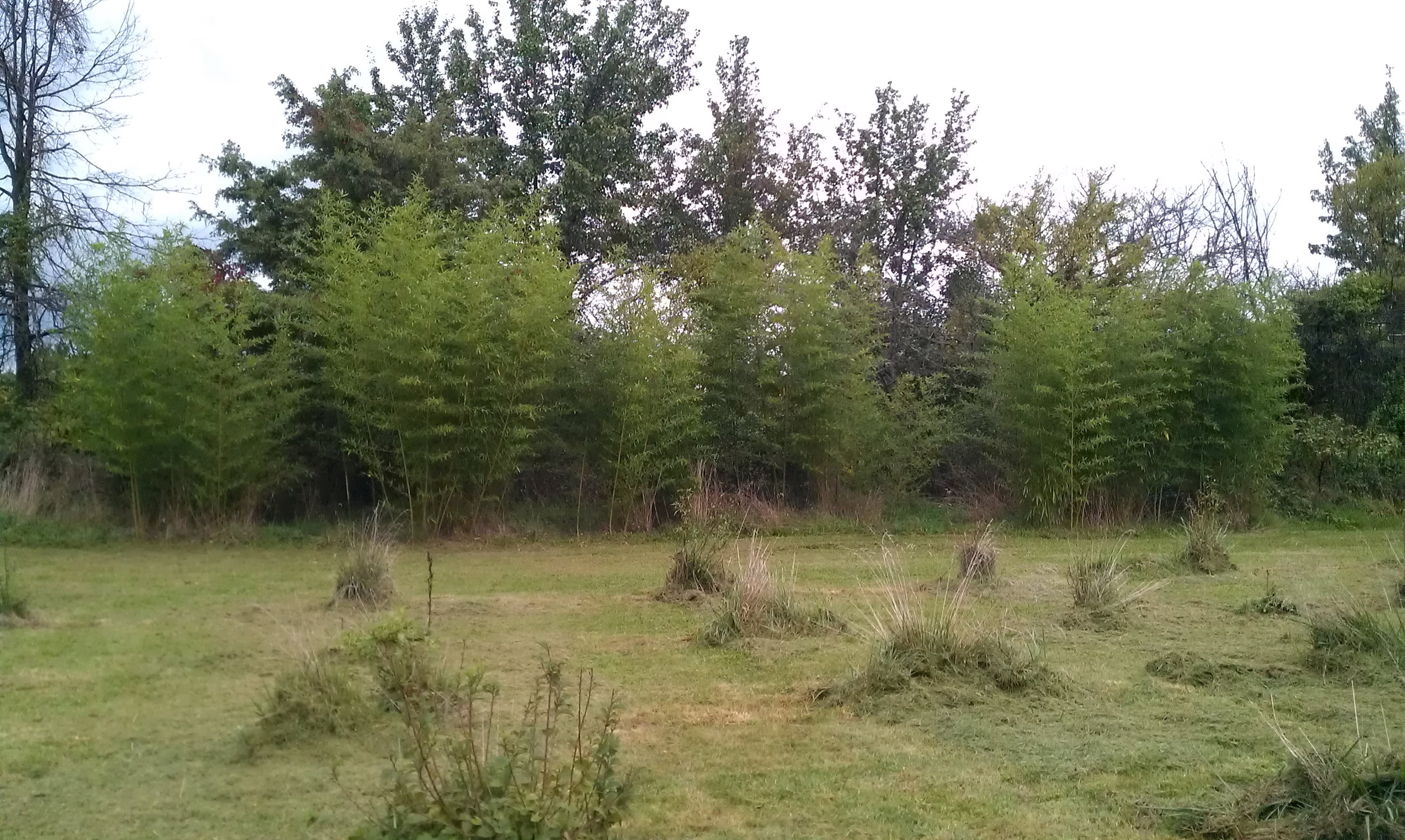 Sweet Shoot Bamboophyllostachys Dulcis Rhizome, Live Plant Zone 6 白哺雞竹