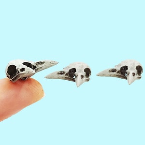 Raven Skull Triclops Replica 1:6 Scale Crow miniature animal curiosity for use in dollhouse, diorama, crafts, small bird cranium (set of 5)