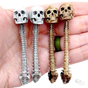 Human skulls with Spine, 1:12 scale diorama trophy, horror scenes, terrariums, anatomy, oddities, curiosities, art craft supply, (set of 2)