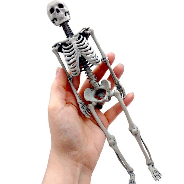 Human Skeleton Miniature- 1:6 scale size for horror display, diorama, curio, arts and crafts, replica curiosities oddities (1 skeleton)