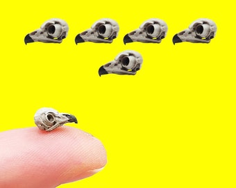 Barred Owl Skull Replica - 1:12 Scale Bird Skull 3d printed painted faux skull replica collectible, gift, faux taxidermy, anatomy (set of 5)