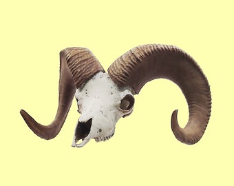 35" Taxidermy Decor Sheep Horns Sheep Skull Big Horn Craft Wall Mounted wired 