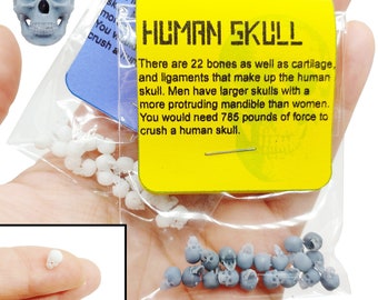 Human Skull Replica, 1:48 scale miniature, 28mm head, 32mm horror add on, accessories, decoration, skeleton, jewelry dice making (set of 20)