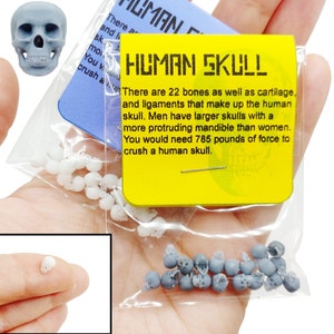 Human Skull Replica, 1:48 scale miniature, 28mm head, 32mm horror add on, accessories, decoration, skeleton, jewelry dice making (set of 20)