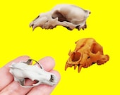 Grizzly Bear skull 1 12 scale miniature bear skull for diorama, miniature horror scenes, terrarium, collectible, model building (1 skull)