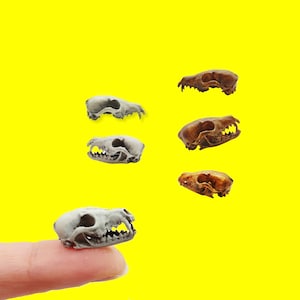 Fox Skull Replica - 1:12 scale half jaw skull for diorama, miniature horror scenes, and action figure photography, terrariums, dollhouse