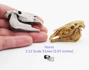 Horse skull Miniature - 1:12 scale skull Replica for diorama dollhouse Mari Lwyd Christmas decorations Curiosities Oddities (1 skull)