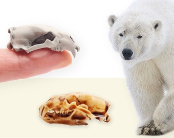 ホッキョクグマの頭蓋骨のレプリカ - 北極の雪のジオラマ、ドール