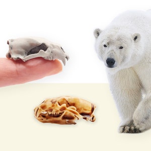 Polar Bear Skull Replica- 1:12 scale size for arctic snow diorama, dollhouse, jewelry making, arts and crafts, miniature oddities (1 skull)