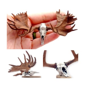 Moose Skull - 1:12 Scale Miniature Animal Replica cranium for diorama, dollhouse, curio cabinet, hand painted or unpainted (1 Skull)