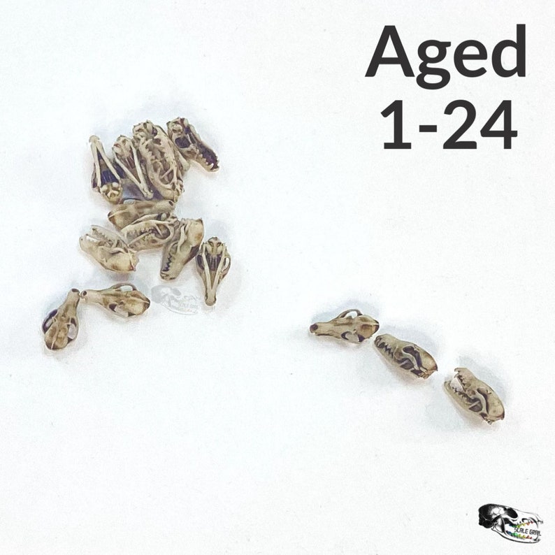 Red Fox Skull Miniatures - 1:24 Scale dollhouse decoration diorama supplies jewelry dice art craft diy realistic replica oddities (5 skulls) Aged