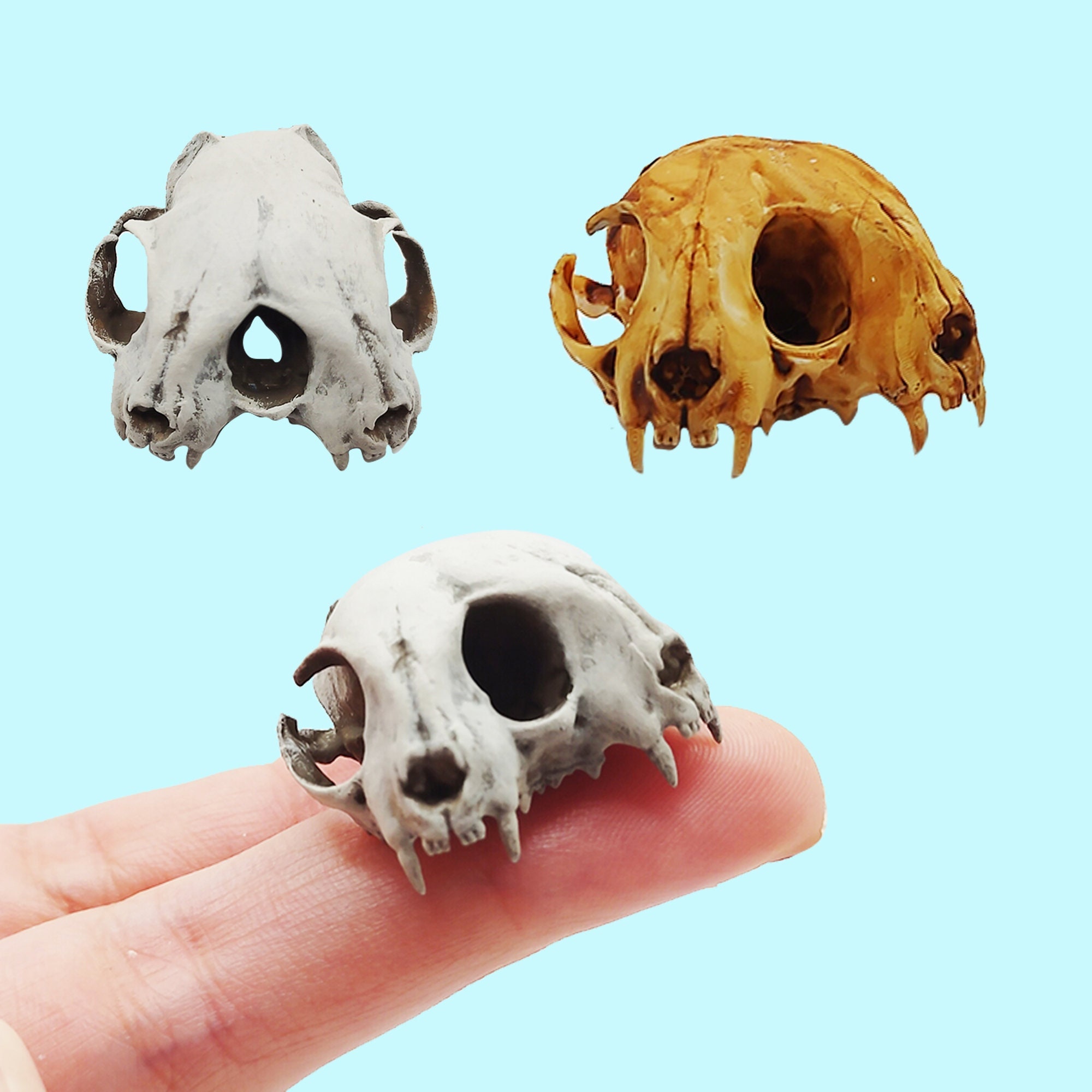 Miniature Cat Skull Conjoined - 1:6 Scale Miniature Skull Replica