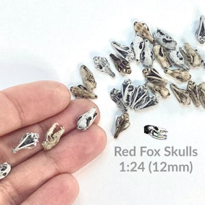 May include: A collection of 12mm red fox skulls, painted white with brown details, in a 1:24 scale. The skulls are arranged on a white surface and a hand is holding a few of them.