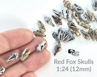 May include: A collection of 12mm red fox skulls, painted white with brown details, in a 1:24 scale. The skulls are arranged on a white surface and a hand is holding a few of them.