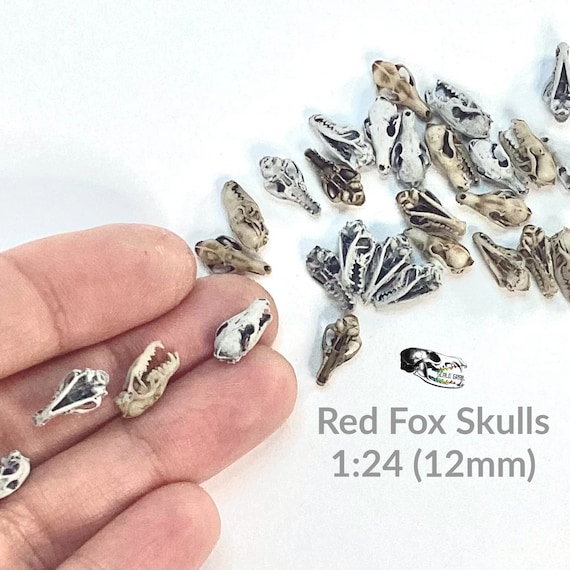 Red Fox Skull Miniatures - 1:24 Scale dollhouse decoration diorama supplies jewelry dice art craft diy realistic replica oddities (5 skulls)