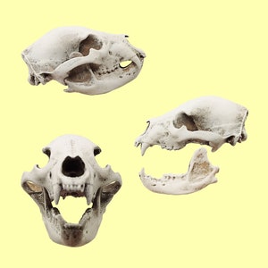 Black Bear skull replica 1:12 scale bear skull for diorama, miniature horror scenes, terrarium, and action figure photography (1 skull)