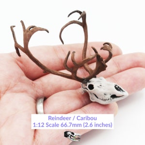 Puede incluir: Un modelo a escala 1:12 de un cráneo de reno o caribú con cuernos. El cráneo es blanco con cuernos marrones. El cráneo mide 6,7 pulgadas de largo. Reindeer / Caribou 1:12 Scale 66.7mm (2.6 inches)