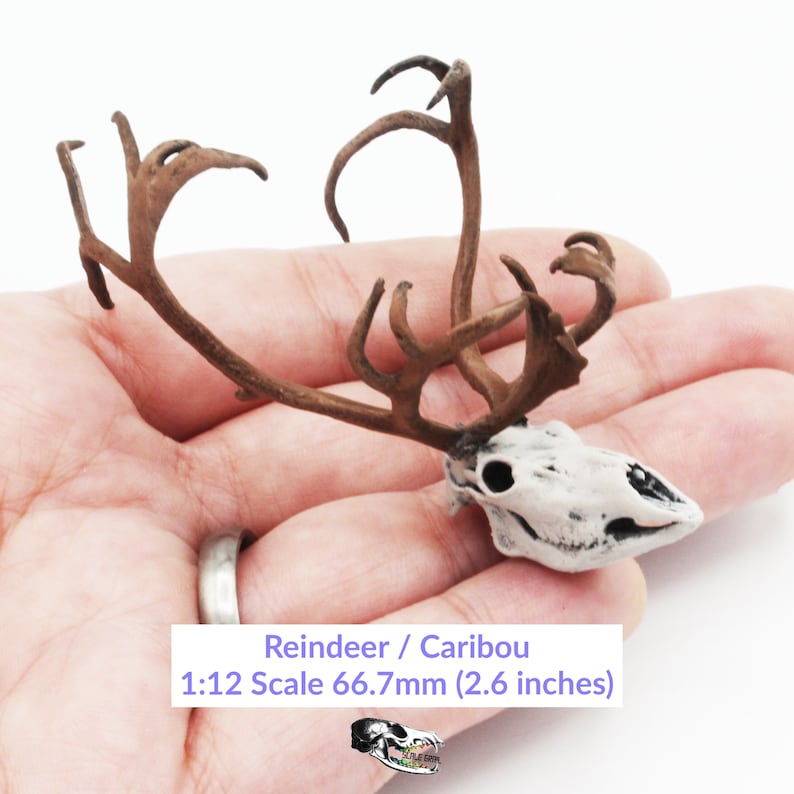 Reindeer / Caribou Miniature Skull - 1:12 Scale for Christmas Dollhouse Diorama Art Craft Supplies Oddities Curiosities (1 Skull) image 1