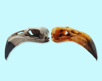 Flamingo Skull Replica  - 1:6 Scale miniature animal skull replica for diorama, dollhouse, curio cabinet, Bird Skull (5 skulls)