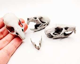 亀本　フクロネズミ　頭骨 褐色ネズミの頭蓋骨 - 1:1スケールのフルサイズレプリカのげっ歯類の