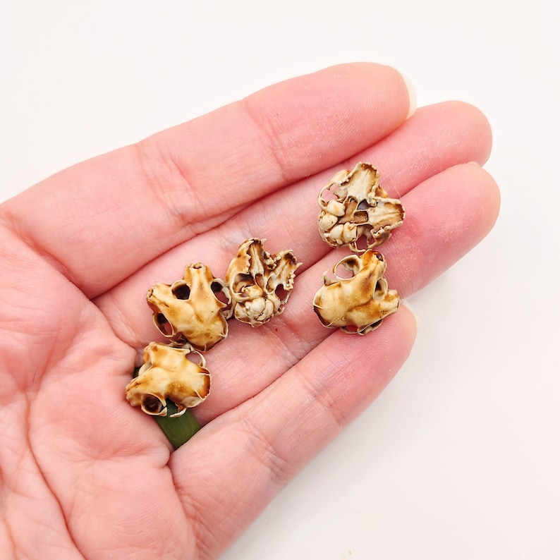 May include: Five small, beige, and brown, dried, and hollowed-out shells. The shells are arranged in a hand, with the opening of the shells facing up.