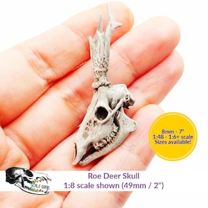 May include: A detailed, off-white Roe Deer skull miniature with antlers. The skull is held in a hand, and the image includes text that reads "Roe Deer Skull" and "1:8 scale shown (49mm / 2")". A yellow circle with text indicates sizes available from 8mm to 7 inches.